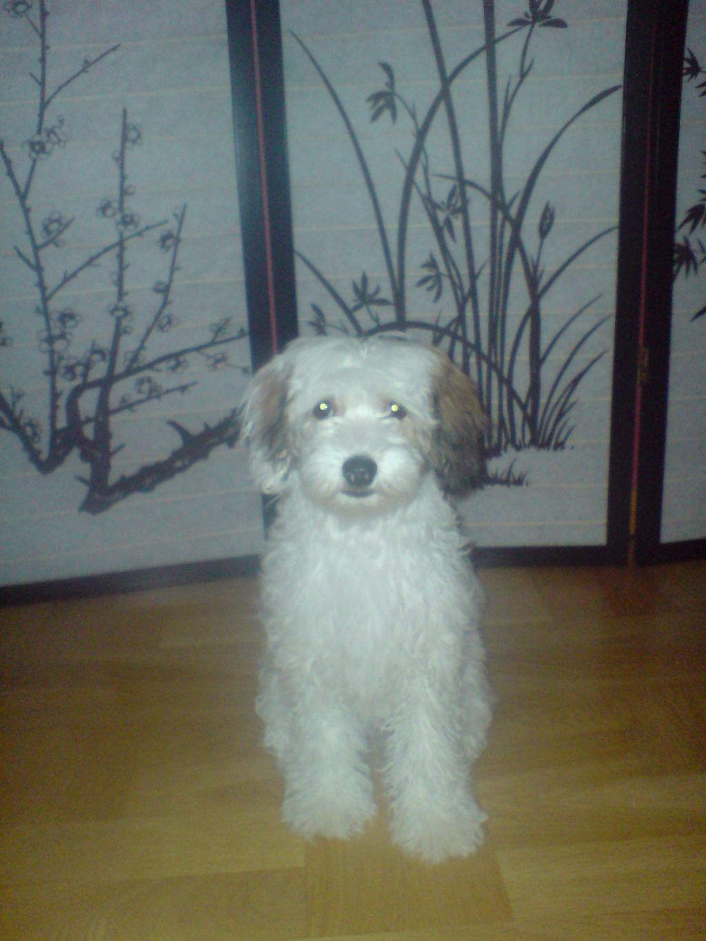 Picture