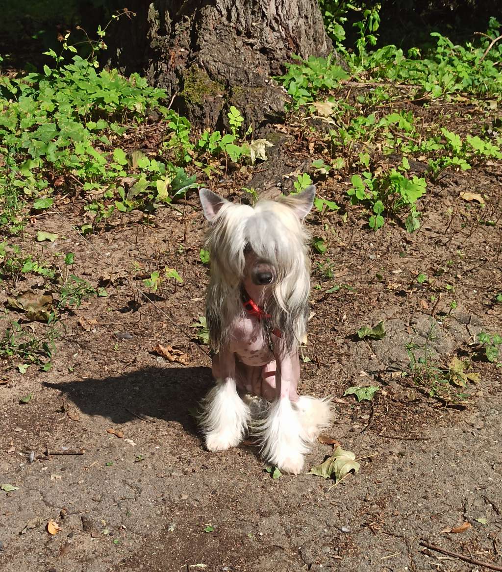 Charuyuschiy Soblazn Uslada ochey moih