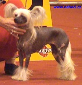 Blandora Tickety Boo Of Zucci