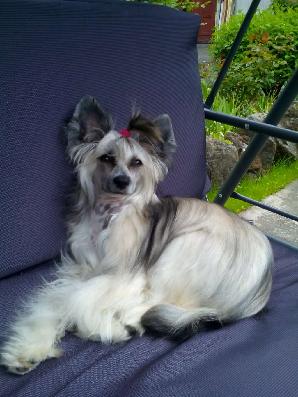 Ariel Princesses Chinese Dynasty Family