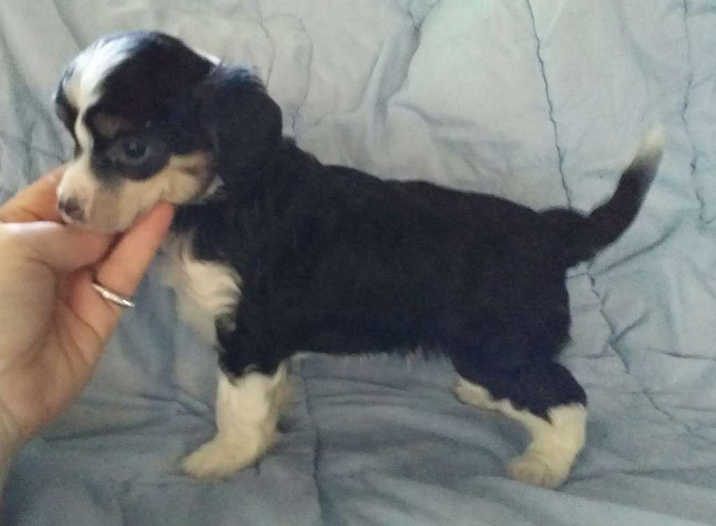 Entourage Willy Wagtail