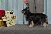 Lolishan Harmony Of The Night