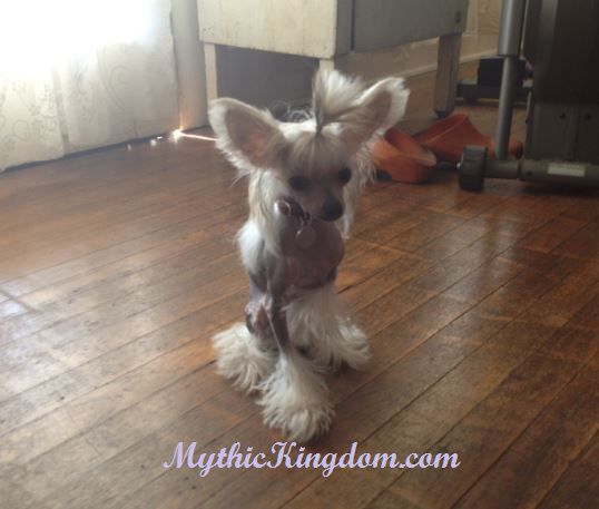 Mythic Operatic Queen