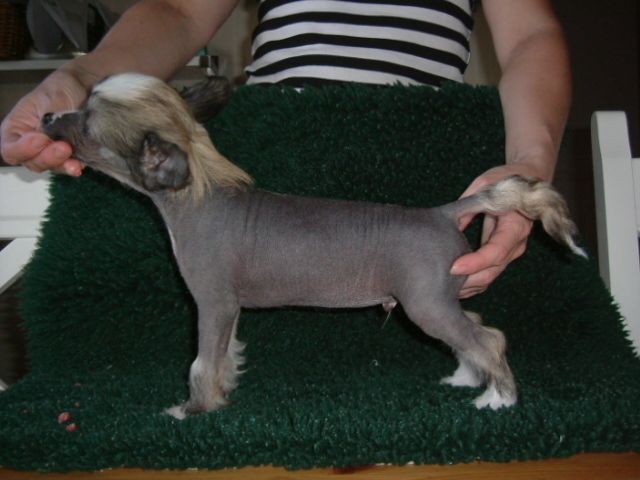 Chineseblue's Eternal Flame