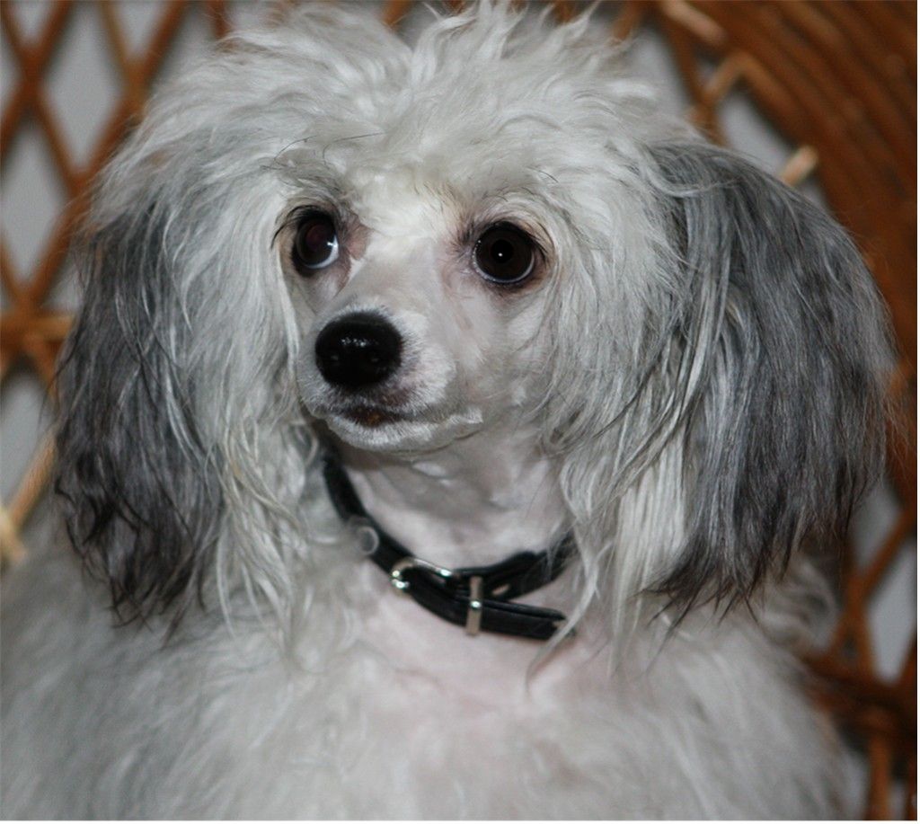 Gou's Here She Comes