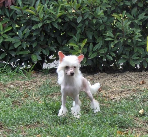 Lady Ml Geri Halliwell