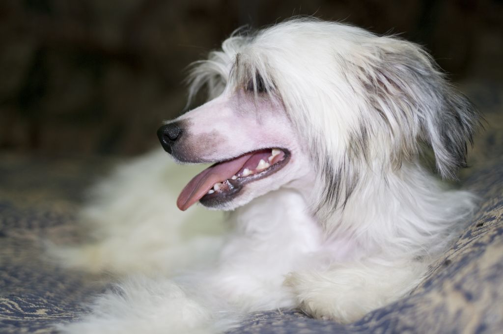 Olegro Katrin Batist Vikiri Bells