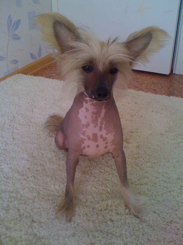 Grand Sunlife Kinder Surprise