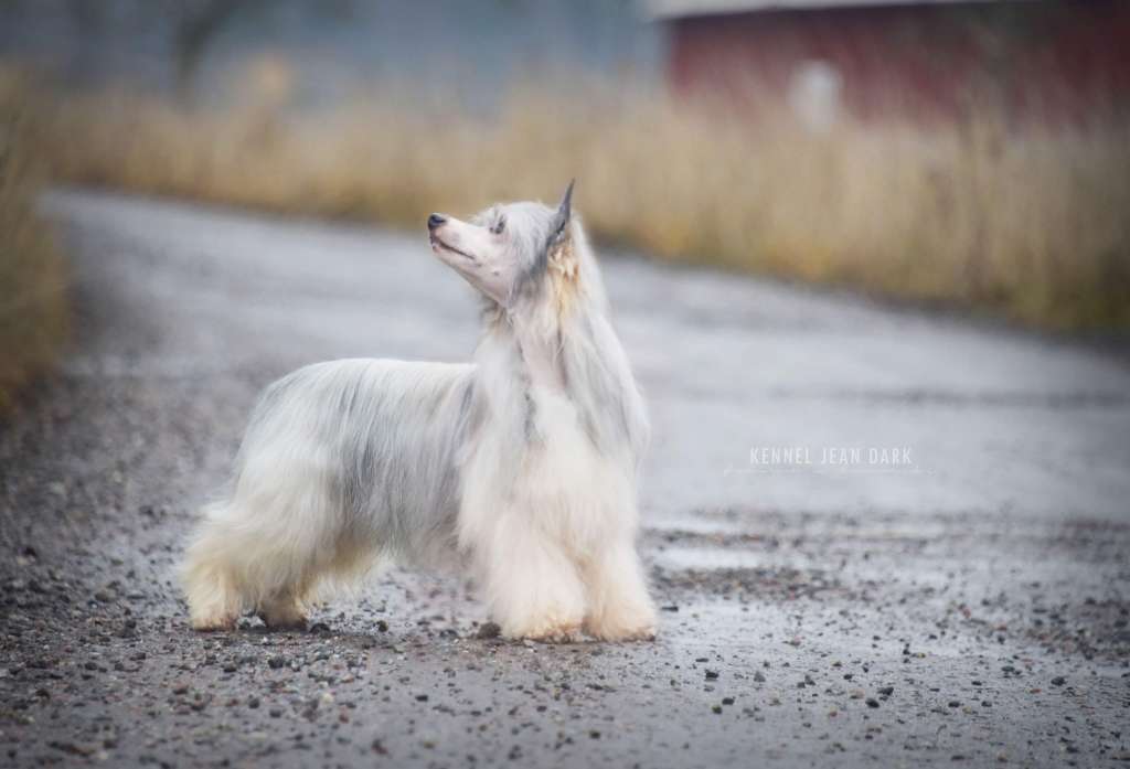 Jean Dark Off and On