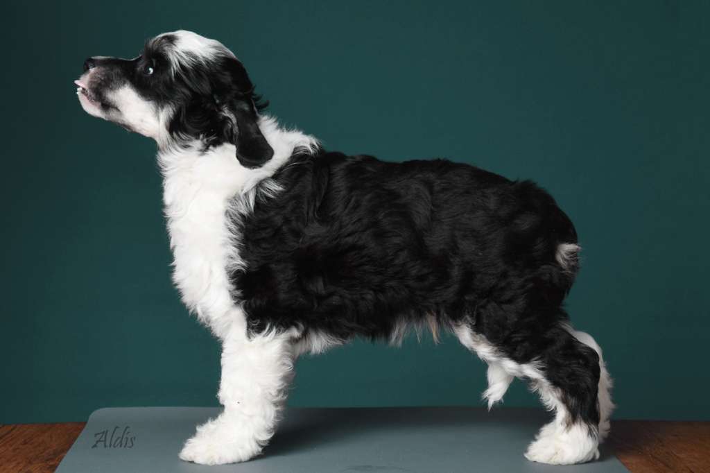 Practical Hero Ace of spades