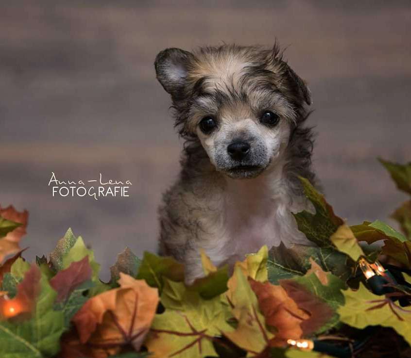 Little Rehma's Huutch