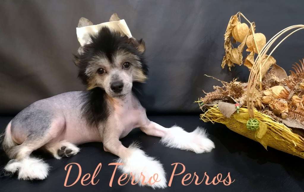 Del Terro Perros Kroks