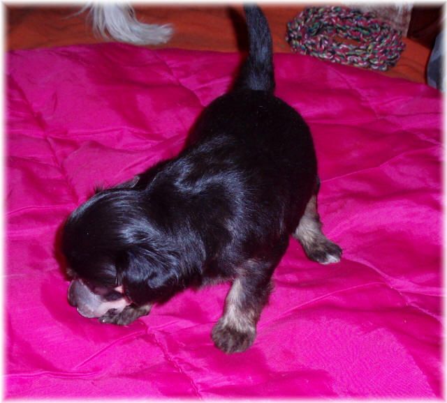 Chipmunk od Teareibi