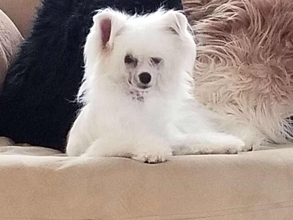 Koreke Dressed By Dior