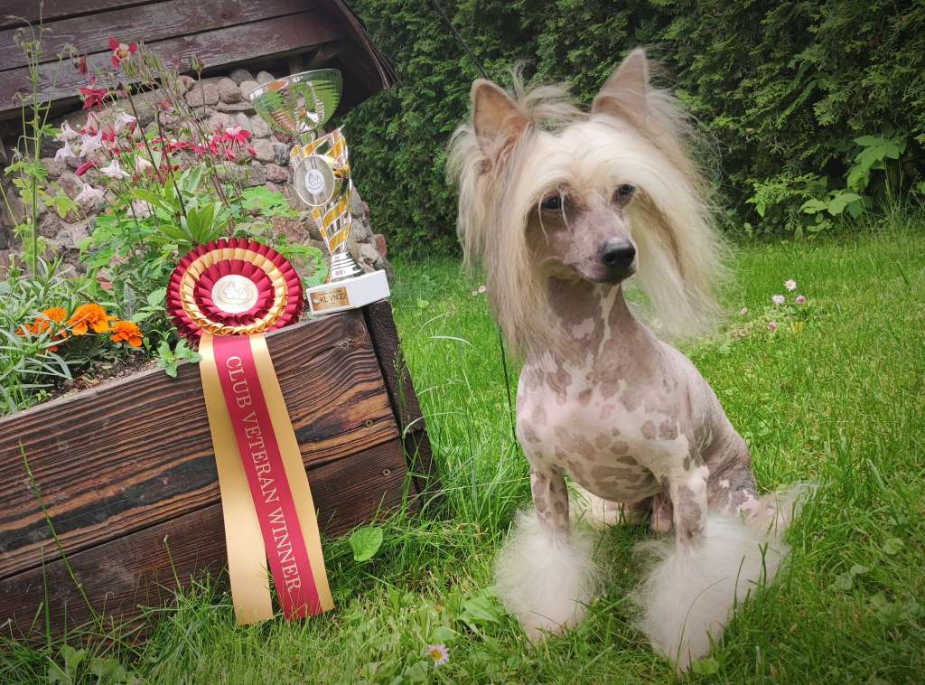 Cianngo Laimes Lasas