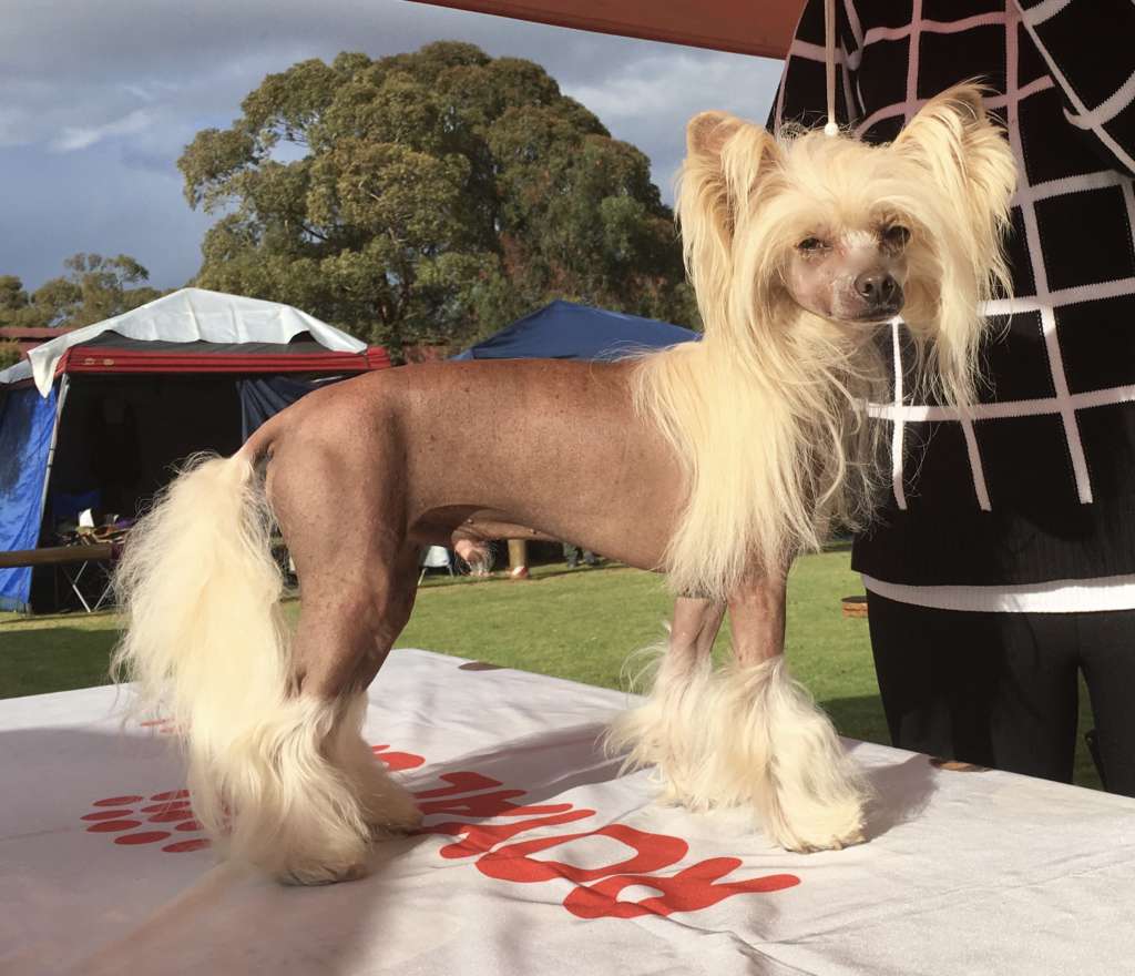 Cupcake von Shinbashi