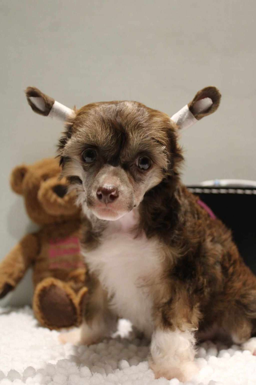 Uniqa Blanca Sweet love of Mine