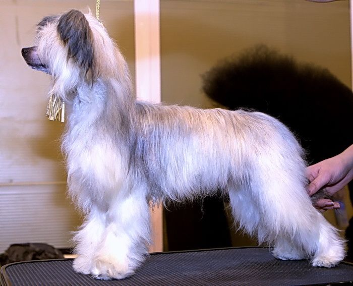 Irgen Gold Samanta Foks