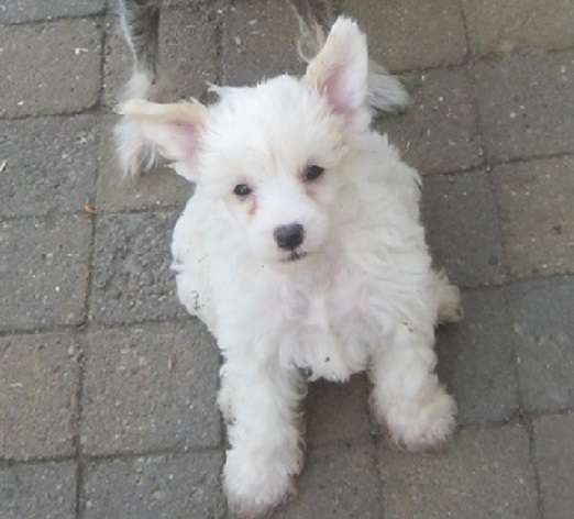 Cat's China Dogs White Gold