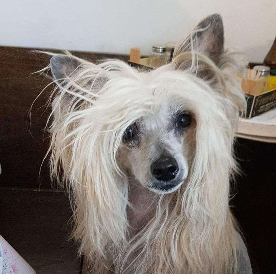 Fargo Frosty z Jaromerskeho panstvi