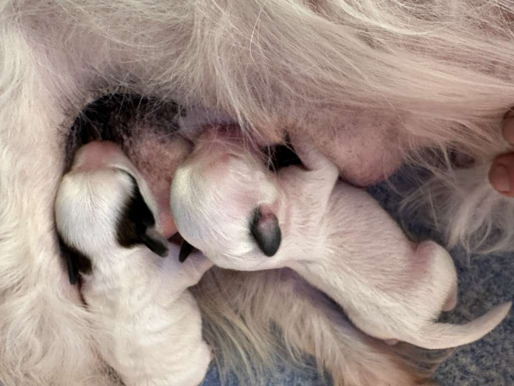 Arctic Light von Shinbashi