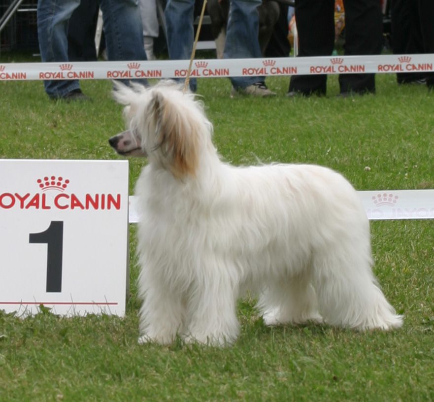 Happy Dancing Joyful JoJo