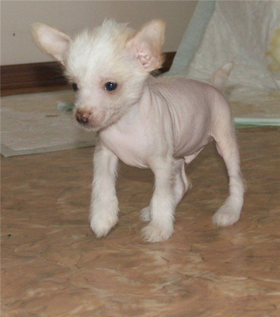 Sky Miracle Little Elf 