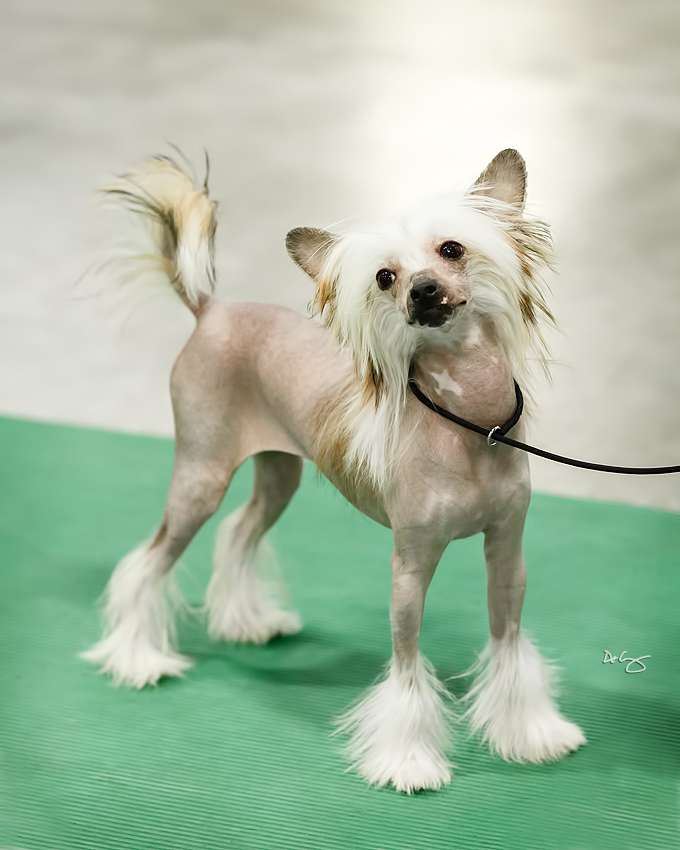 Famous Everything's Better With Bacon its Tru