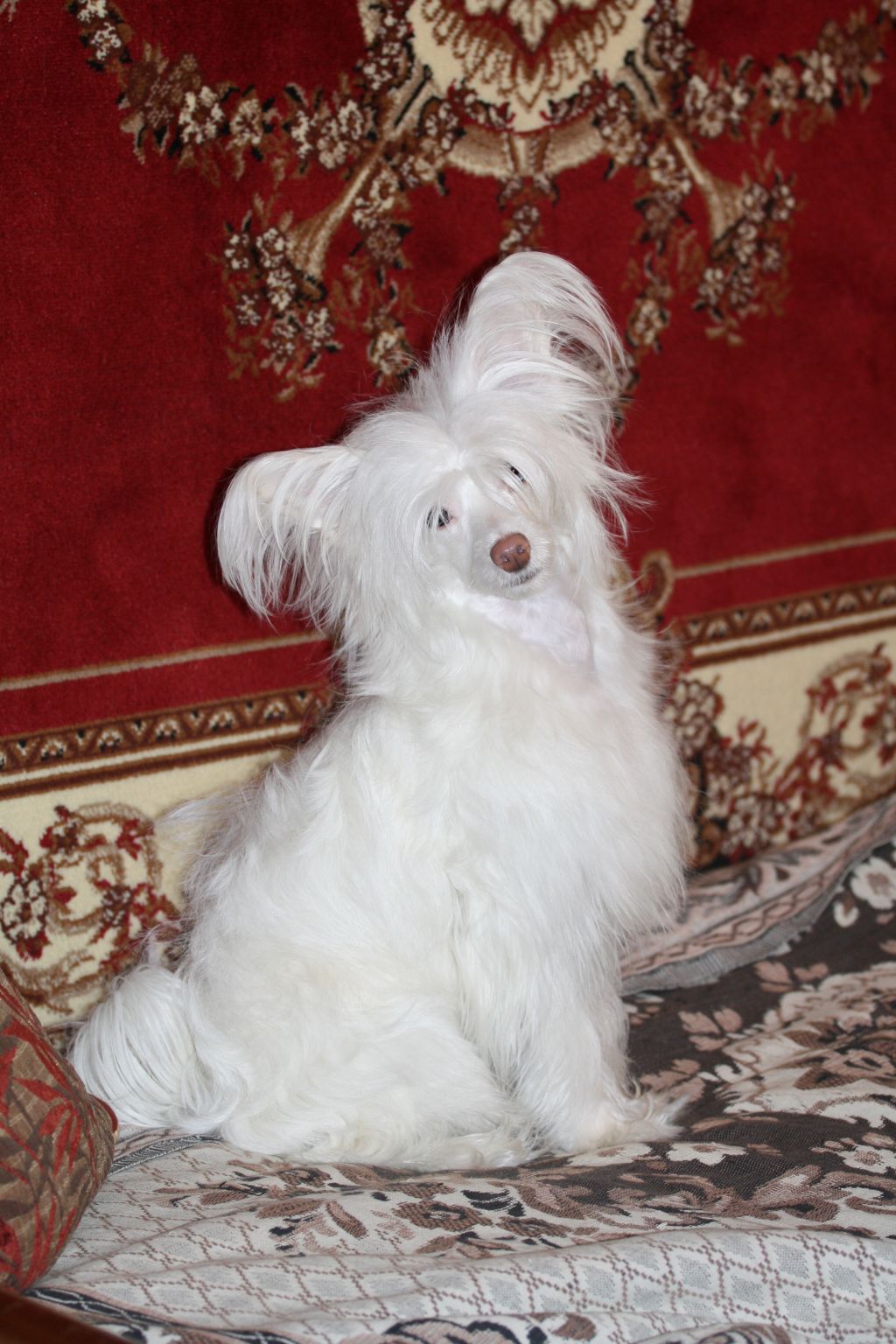 Fairy Of Beauty Anabell