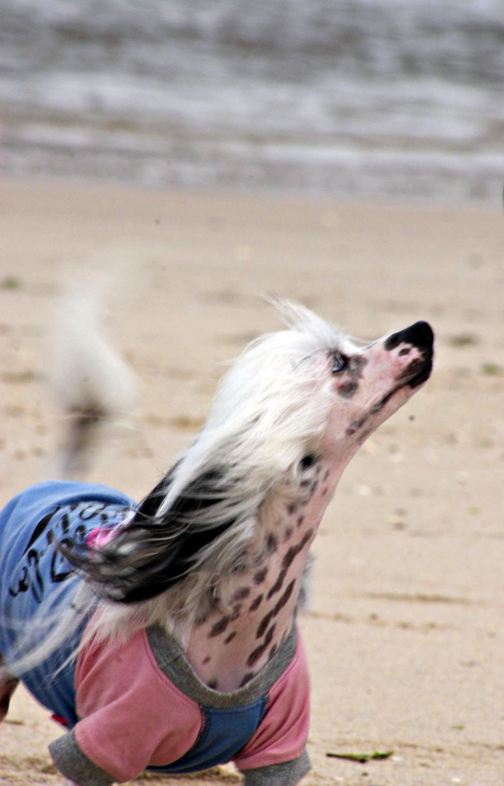 Zoe's Pink Do Can Bravo