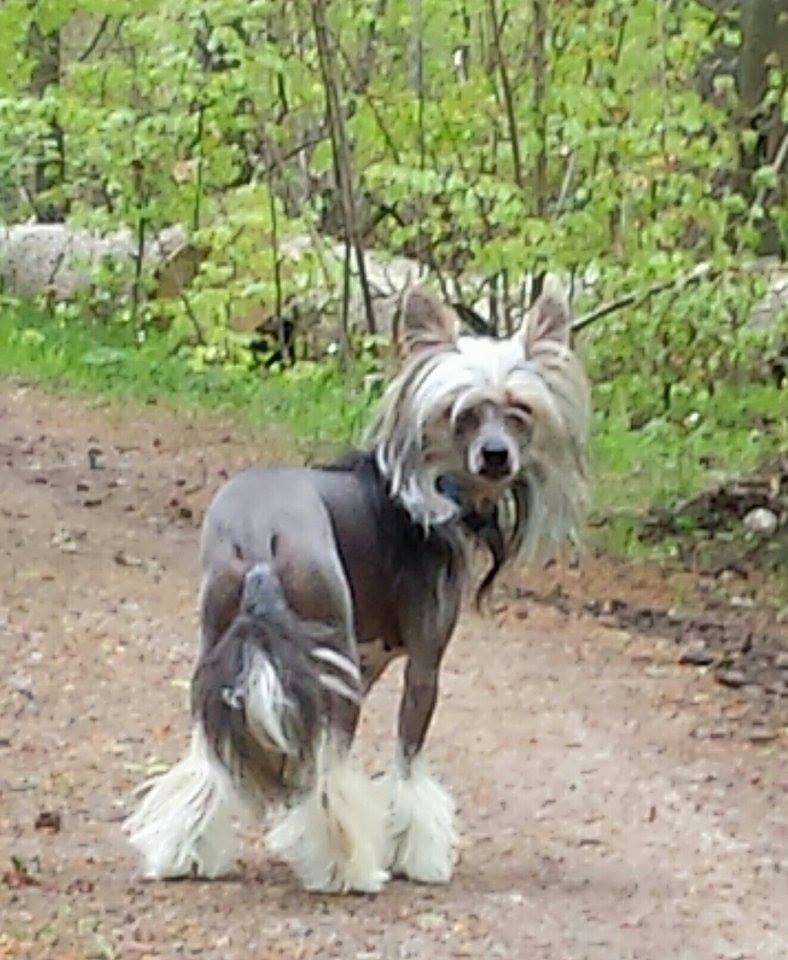 Speedy von den Windpferden