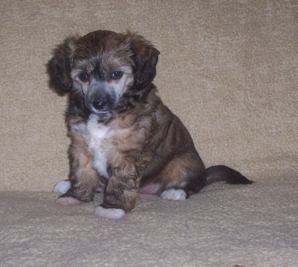 Nirvana Gavany's Bohemia