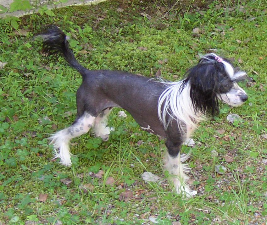 Kaunisvirran Hopeahippu