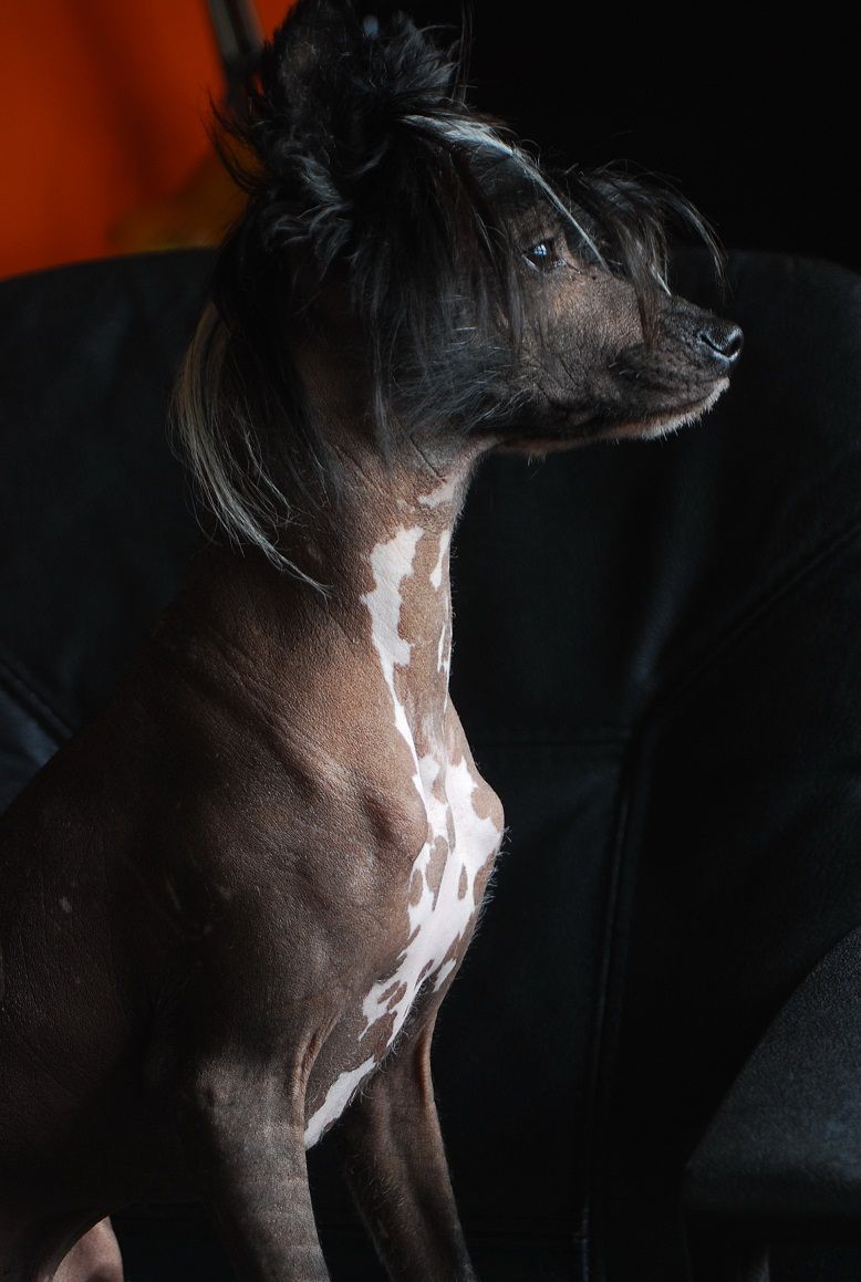 Dreamrose C' George Aspen Lazy