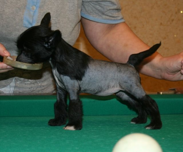 Sky Miracle Dreamland Lady