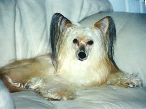 Unicorn's Philadelphia Special