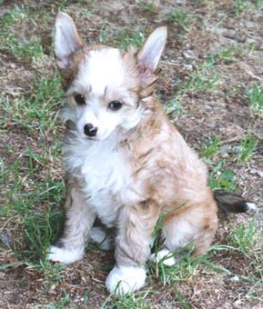 My Longtime Companion Yakobi