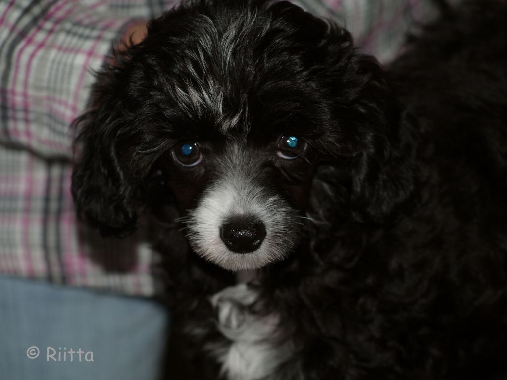 Sea Fire's Viva La Vida