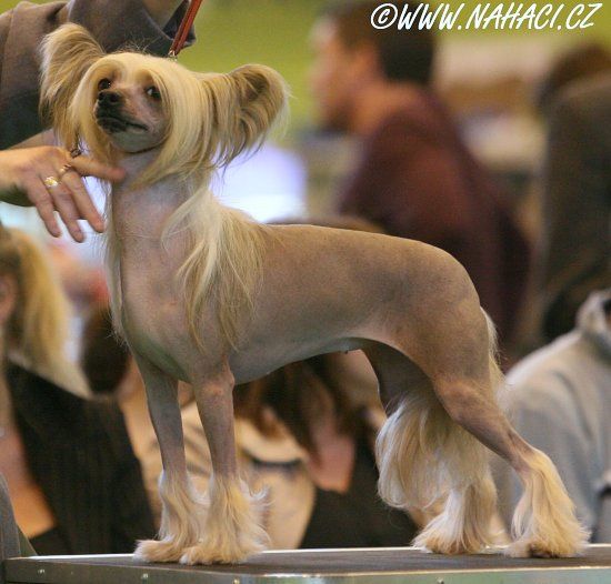 Blandora Be Bedazzled from Neerodan