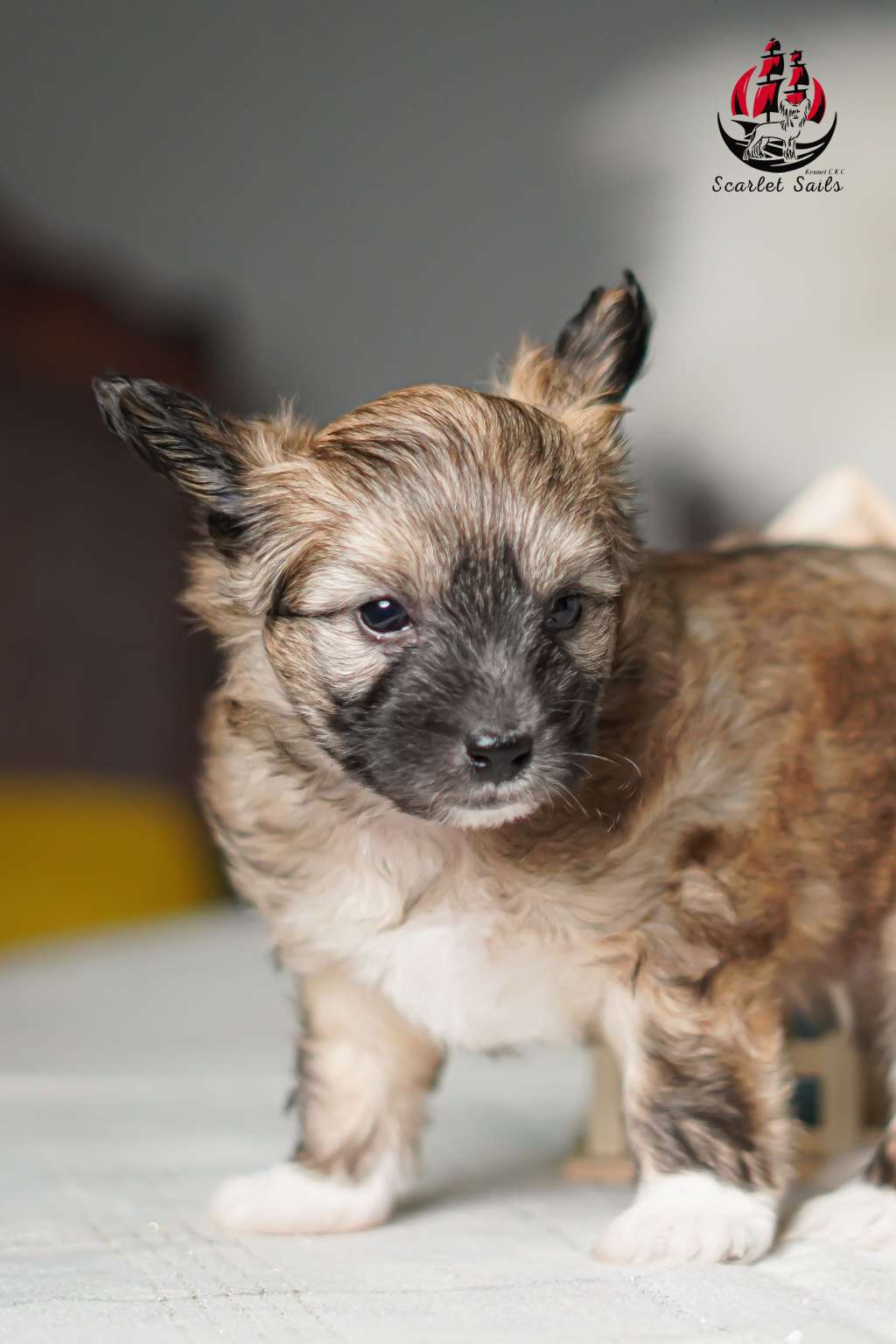 Scarlet Sails Atlas Waveborn