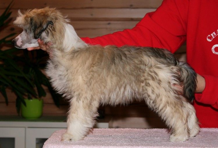 Sun Dan The Real Deal