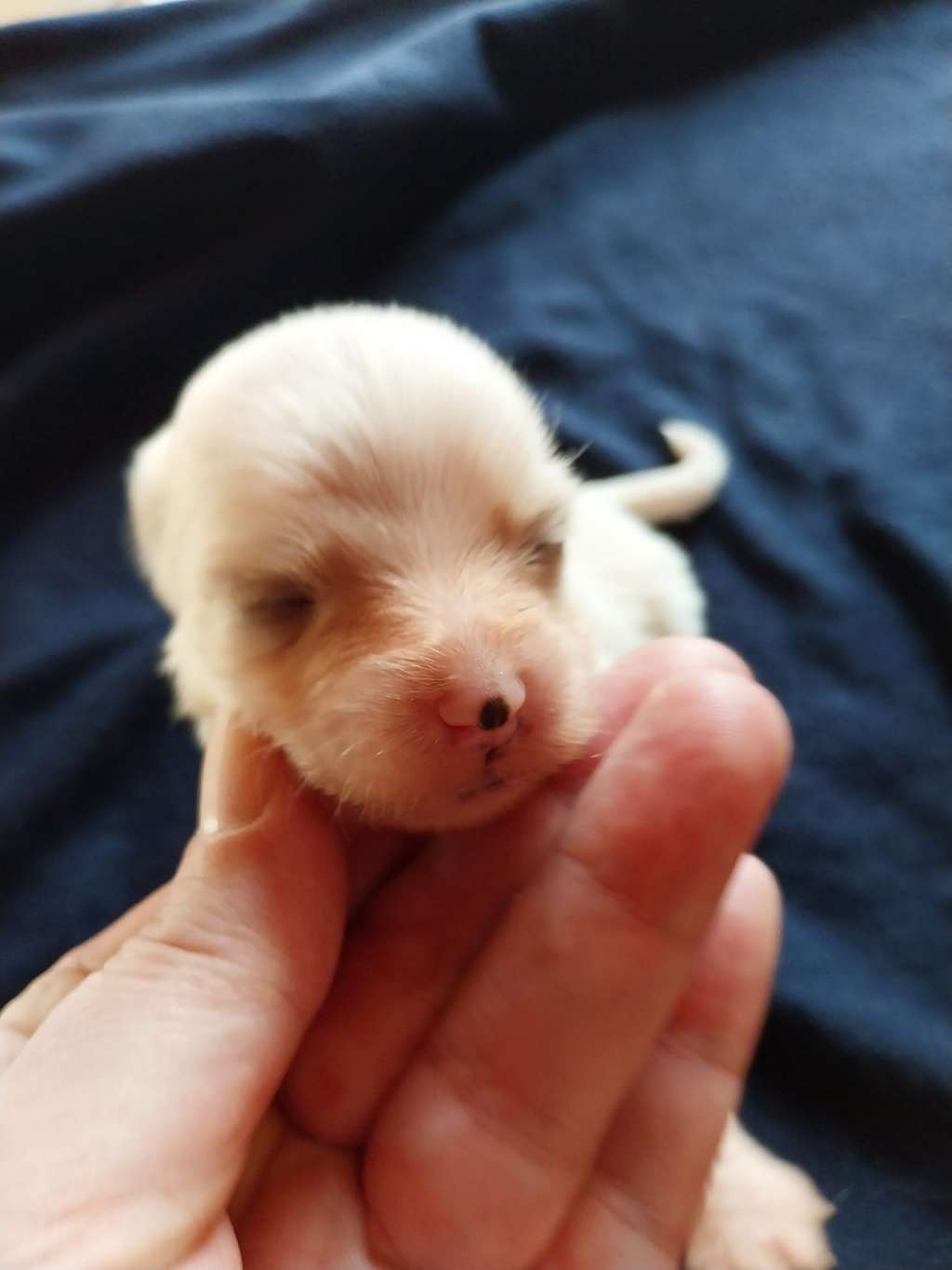 Un Nuage des Trésors des Petites Collines