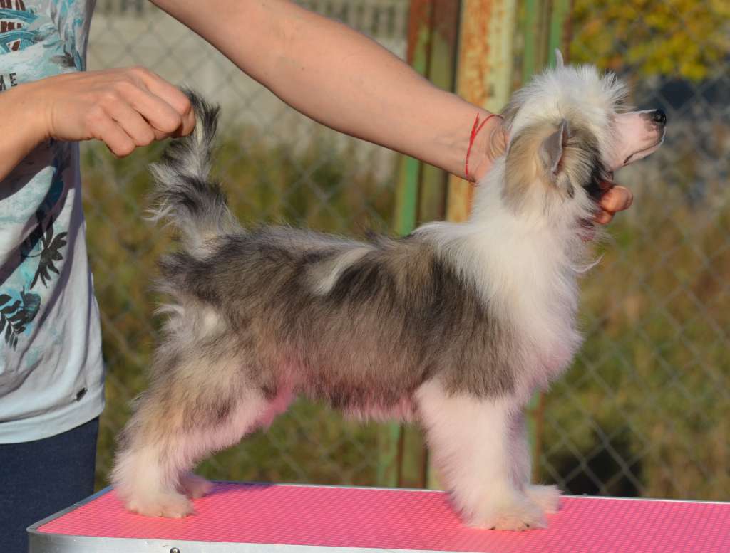 Leticia iz Sozvezdiya Khana