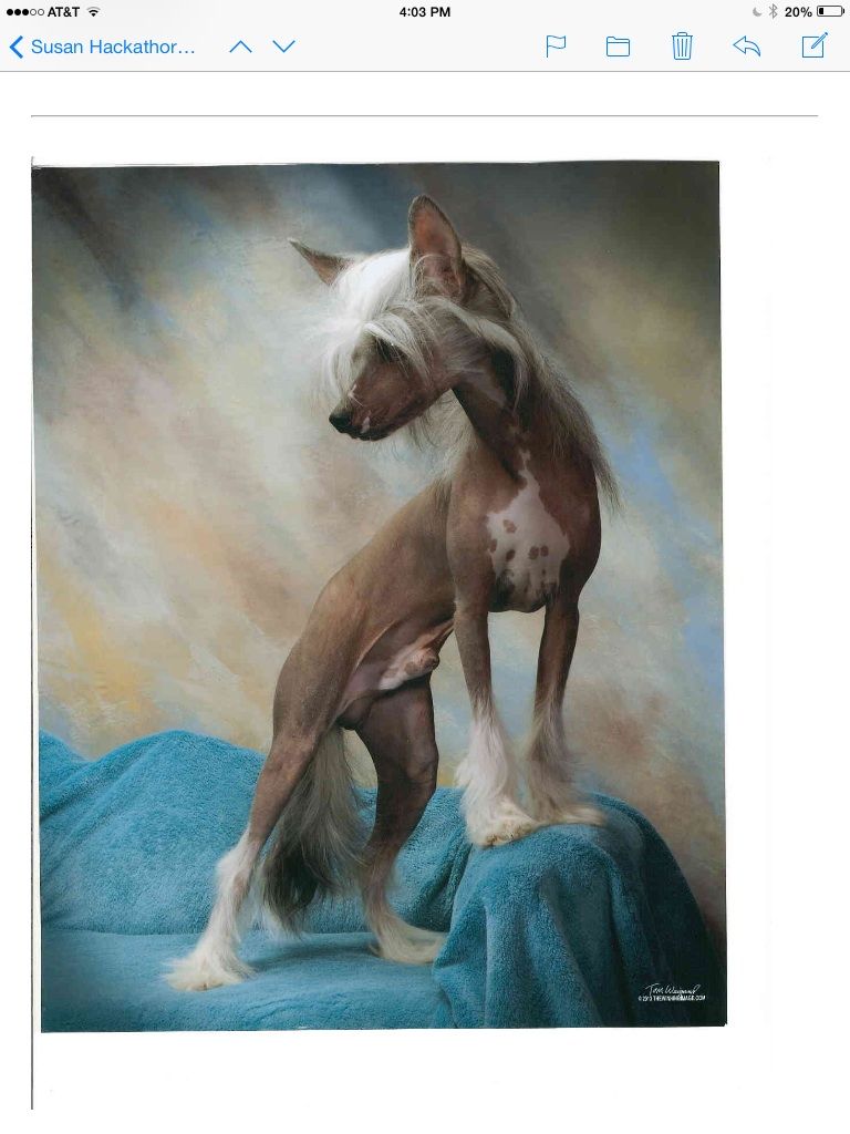 Nina's K Smarter Than The Av-er-age Bear