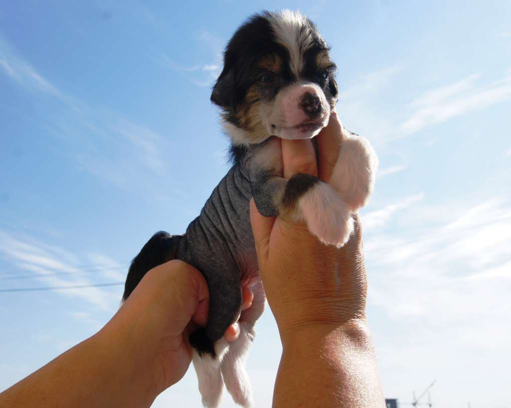 Sky Miracle Show Schnapps