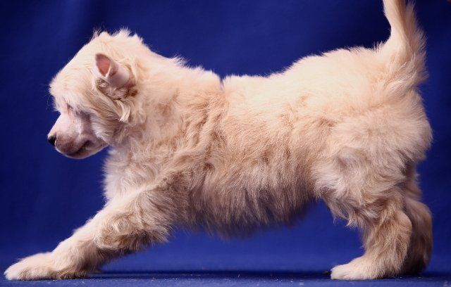 Olegro Katrin Cream Delight (puff)