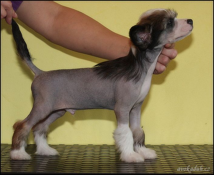 Quantum of Solace Avokaduh