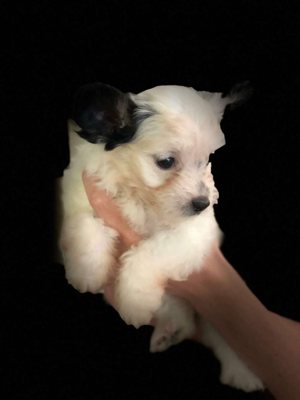 Long Haul Cresteds Rosie