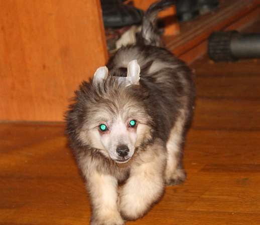 Perfect Molosos Gratzi