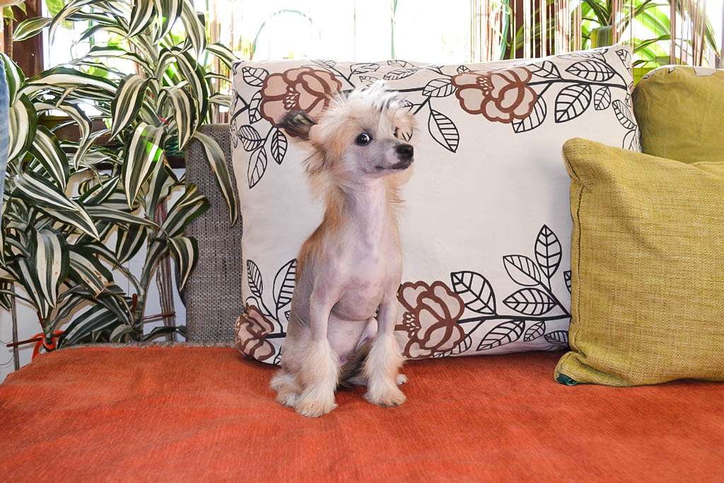 Ken La Casa De La Nieve